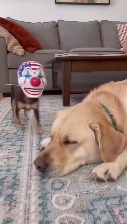 funny animals video's