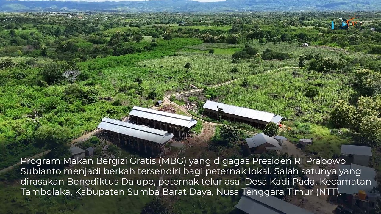 Berkat MBG, Petelur di Sumba Barat Daya NTT Bisa Pasok 4.000 Butir per Hari