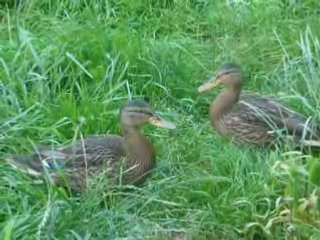 les p'tits Canards