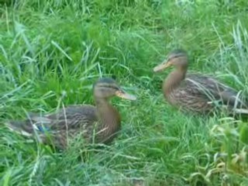 les p'tits Canards