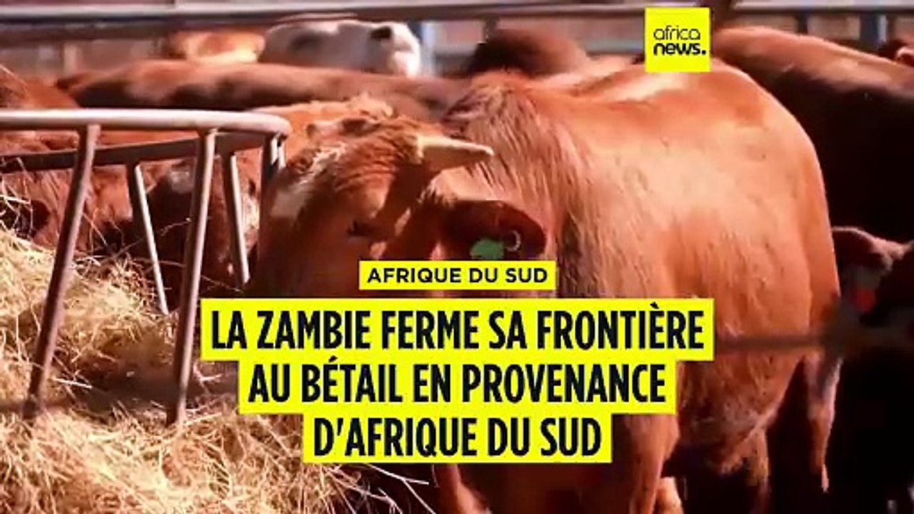 Fièvre Aphteuse : la Zambie ferme sa frontière au bétail d'Afrique du Sud