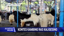Kontes Kambing Ras Kaligesing, Harga Mencapai Ratusan Juta Rupiah!