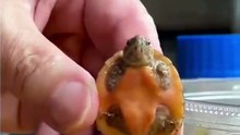 Tiny Turtle Reacts to Toothbrush! 🐢✨ | Too Cute to Handle