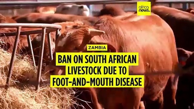 Zambia closes borders to South African livestock amid FMD outbreak