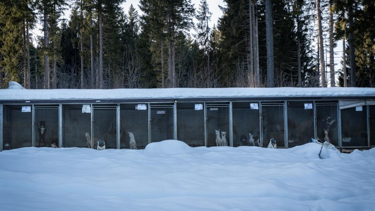 Il video dell'allevamento di cani da slitta sequestrato, la Lav: «Husky tenuti in condizioni terribili»