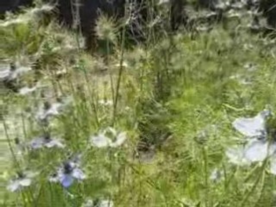 Flowers, Bees and Cats