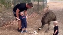 Funny Toddler Fails | Baby Scared of Emu at the Park | Hilarious Viral Video