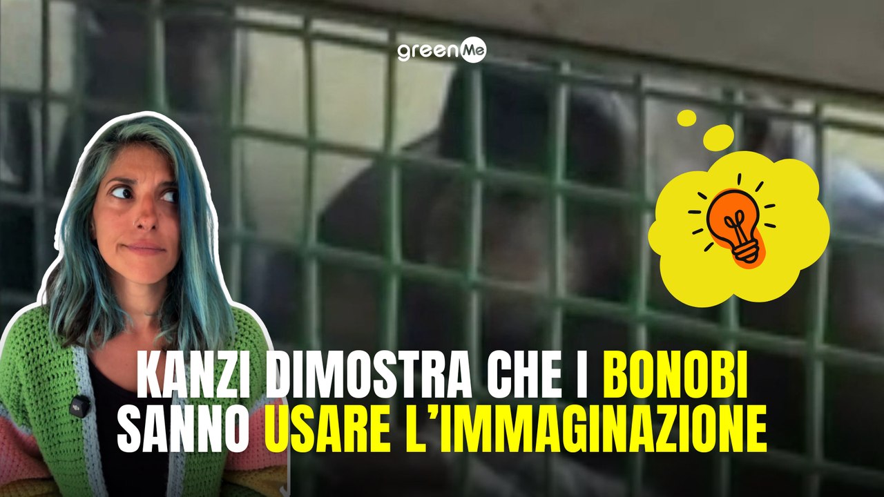 Kanzi dimostra che i bonobi sanno usare l'immaginazione