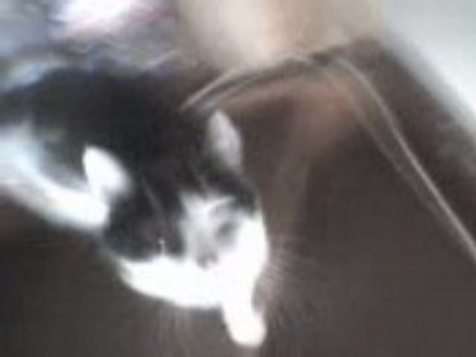 booba Mon chat