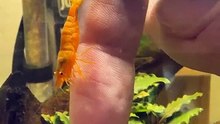 Shrimp spa treatment 🦐💆‍♀️