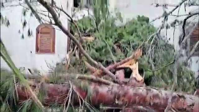 Danni maltempo, a Paradiso un albero caduto tiene in ostaggio i residenti di Palazzo Malaga