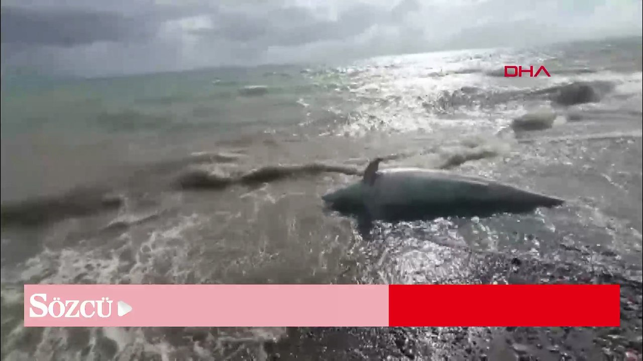 Çanakkale'de sahile ölü yunus vurdu