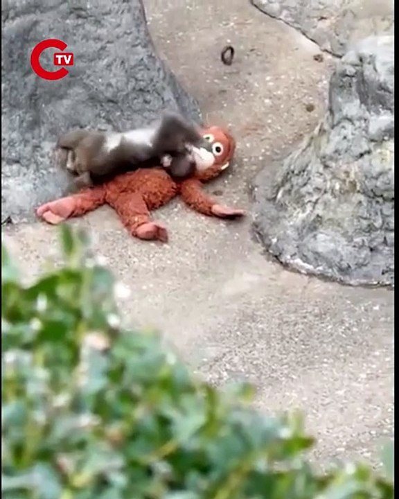 Çin'de annesini kaybeden ve sürüsü tarafından dışlanan minik maymun Punch, artık yalnız değil! Başka bir maymun ona kucak açtı ve terk edilmenin hüznü, bu beklenmedik kucaklaşmayla son buldu