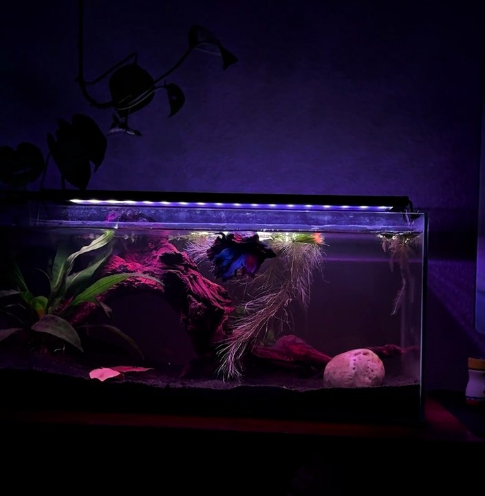 This betta boy is really huge 😲