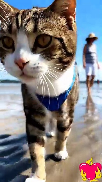 Cat video #cat #kingdomofawais