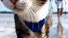 Cat video #cat #kingdomofawais