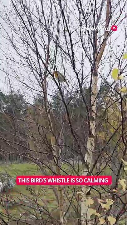 This Bird Really Knows How to Whistle 🐦 || ItsNowViral