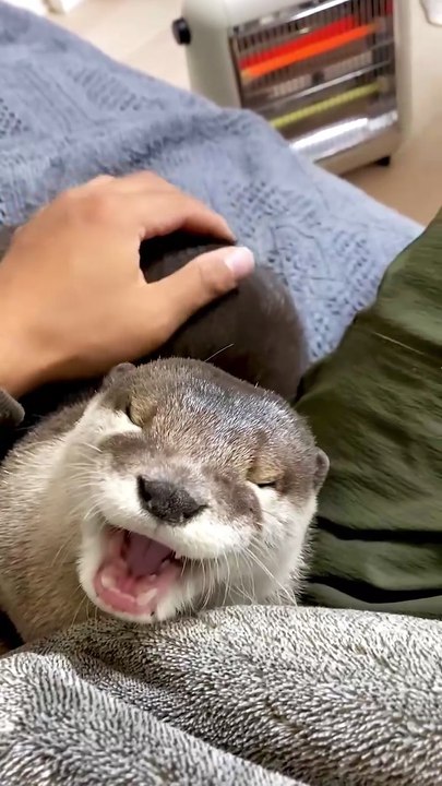 This otter really needs hug🦦