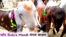 Khad bakra mandi | khad bakra mandi rampur | Satta bakra 2023