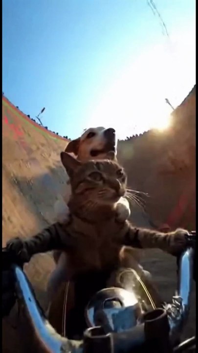 बिल्ली ने कुत्ते को घुमाया बाइक पर! 😂 Funny Animal Dubbing 🐈🐕