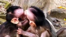 cute baby monkey 34