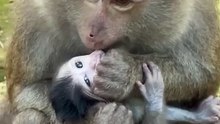 cute baby monkey 35