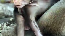 cute baby monkey 37