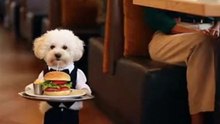 world cutest waiter malti poo puppy