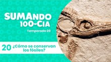 20 ¿Cómo se conservan los fósiles?
