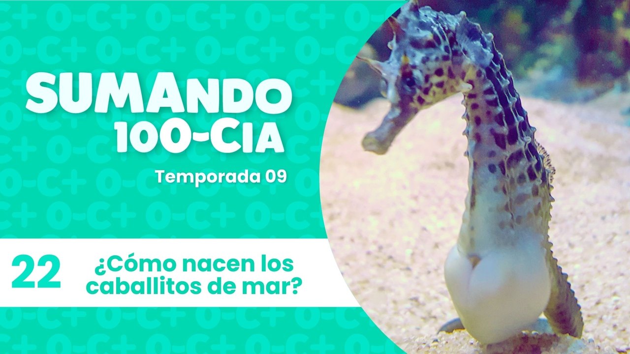 22 ¿Cómo nacen los caballitos de mar?