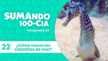 22 ¿Cómo nacen los caballitos de mar?