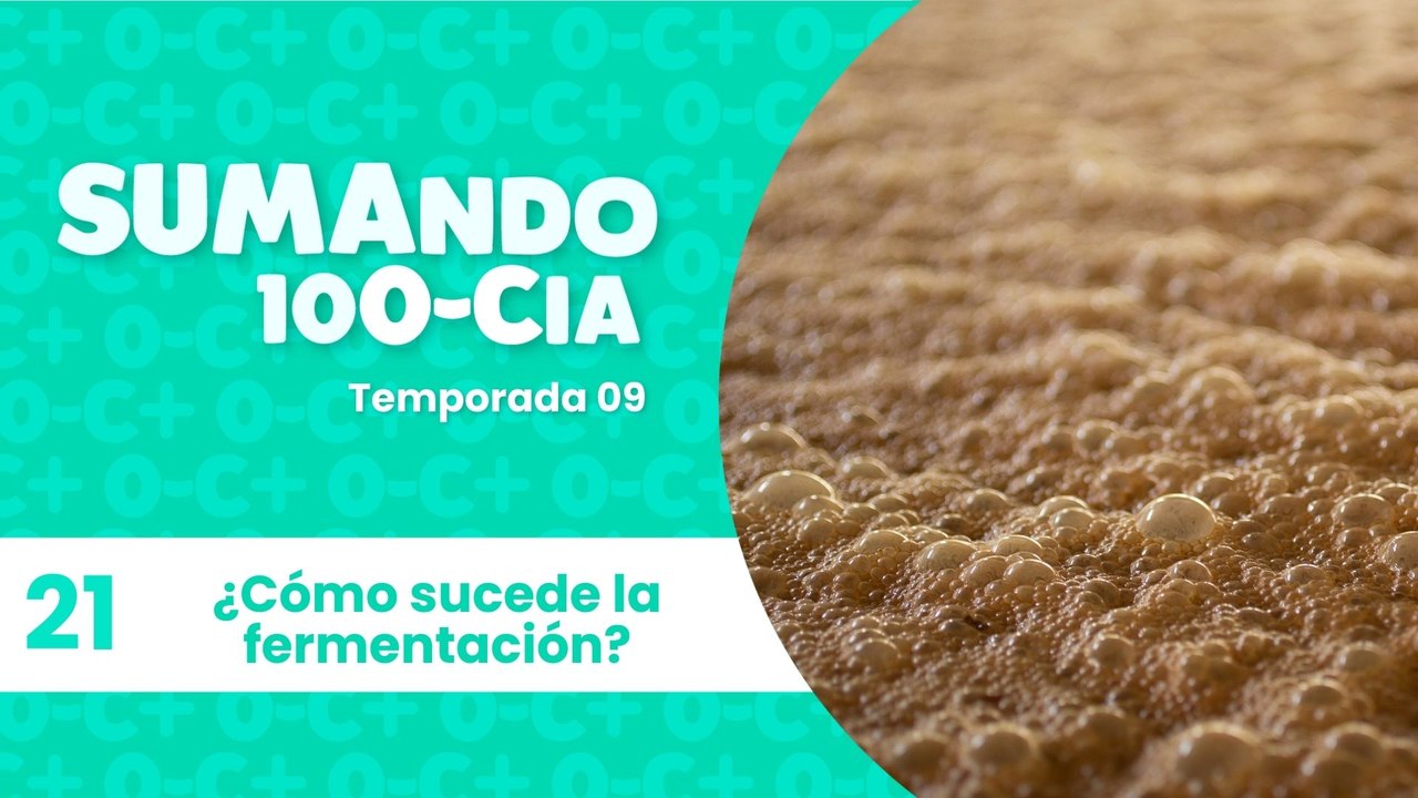 21 ¿Cómo sucede la fermentación?