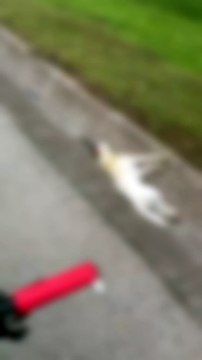 Cinco cães são atropelados e morrem em rodovia de SC