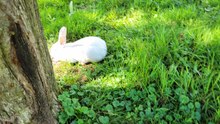 This all white bunny lounging in the sunbeam is so brilliant he's almost invisible to the camera. | #SparklegleamFarm #Bunny #farm #rabbit #farmanimals #cute