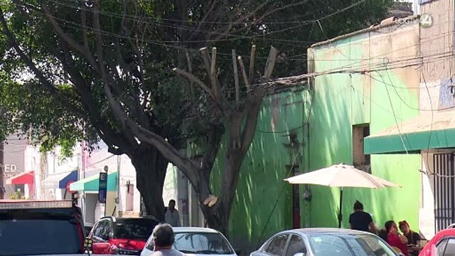 Vecinos del Centro de Zapopan denuncian poda de árboles y desaparición de aves migratorias