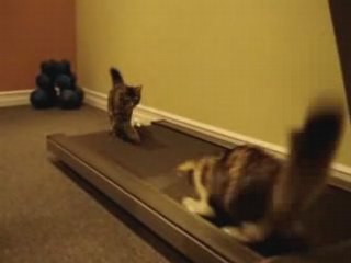 chat ché funk façon barry