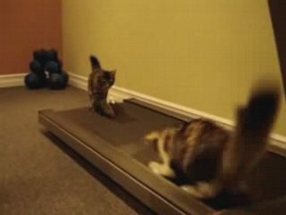 chat ché funk façon barry