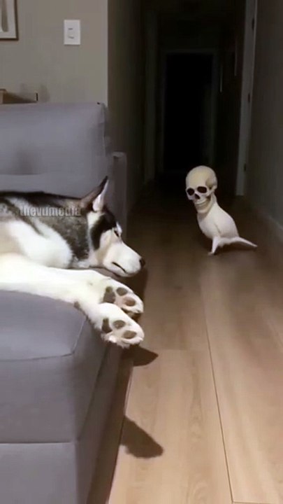 A hilarious domestic scene captured on home security footage shows a pet cockatoo taking playtim