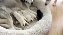 A male Husky discovers a black puppy in a litter of white Huskies. He hilariously 'returns' the pup to a sleeping Rottweiler, then gives the mother Husky an accusatory side-eye and bark.