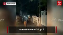 ജനവാസ മേഖലയിൽ മിന്നി മറഞ്ഞ് മ്ലാവ്; ദൃശ്യങ്ങൾ പകർത്തി സ്‌കൂട്ടർ യാത്രക്കാർ