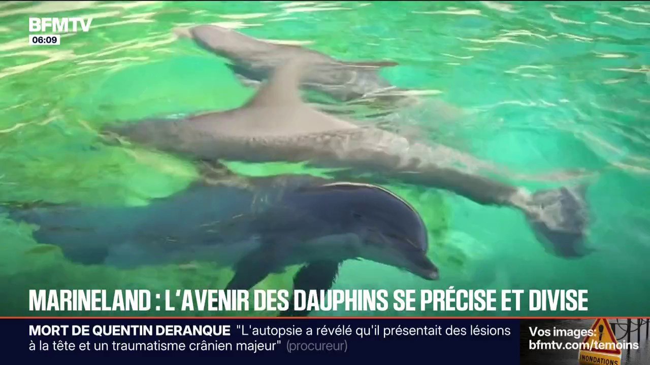 Marineland: les dauphins d'Antibes iront au ZooParc de Beauval, le sort des orques toujours en suspens