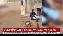 Anne şefkatini peluş oyuncakta bulan maymun herkesi ağlattı
