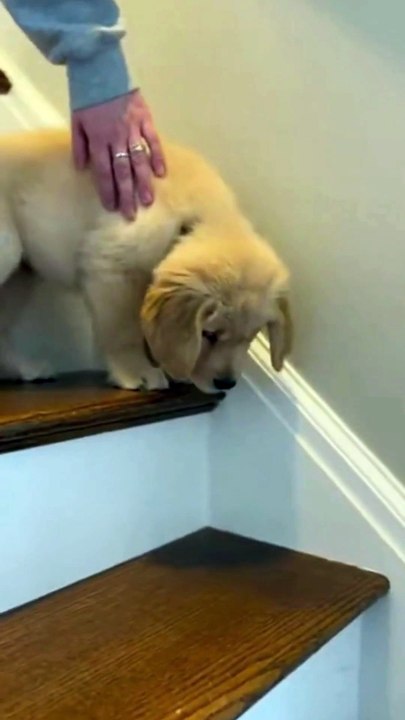 Adorable Puppy #puppy #dog #goldenretriever #kingdomofawais