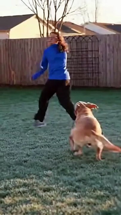 Dog Playing With Owner #dog #kingdomofawais
