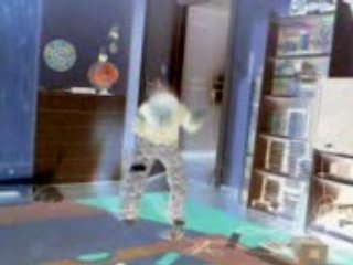 Comment fait un singe quand il fait l'amour