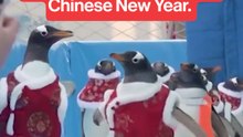 Penguins march out in festive Chinese Lunar New Year outfits.