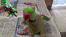 तोता ने बॉलीवुड गाने पर क्या डांस // Did the parrot dance on a Bollywood song // Parrot lover
