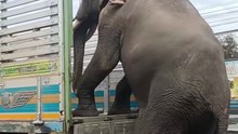 Amazing Elephant Skills: Watch This Giant Climb Into a Truck Like a Pro! 🐘🚛
