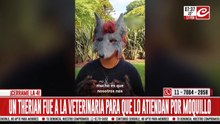 Therian quiso atenderse en una clínica veterinaria: "Tengo moquillo"