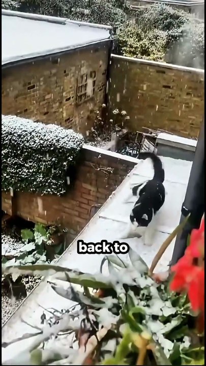 Why Cats Fear the Cold ❄️ #facts #shorts #viral